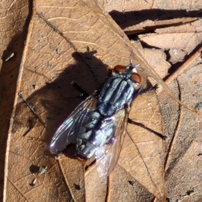 Sarcophagidae (family) (Unidentified flesh fly) at City Renewal Authority Area - 16 Apr 2024 by trevorpreston