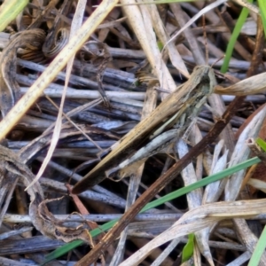 Schizobothrus flavovittatus at City Renewal Authority Area - 16 Apr 2024 12:49 PM