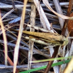 Schizobothrus flavovittatus at City Renewal Authority Area - 16 Apr 2024