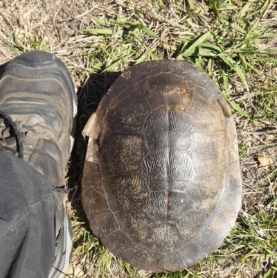 Emydura macquarii (Macquarie Turtle) at Lake Burley Griffin West - 16 Apr 2024 by VanceLawrence