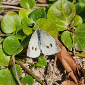 Pieris rapae at Taralga, NSW - 16 Apr 2024