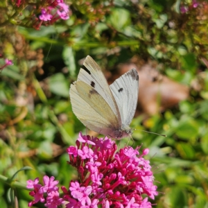 Pieris rapae at Taralga, NSW - 16 Apr 2024