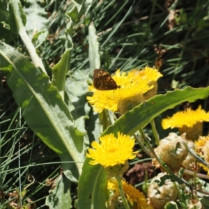 Podolepis laciniata at Bimberi Nature Reserve - 28 Feb 2024