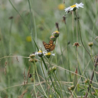 Oreixenica correae (Orange Alpine Xenica) at Bimberi Nature Reserve - 28 Feb 2024 by RAllen