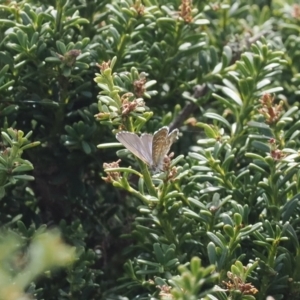 Theclinesthes serpentata at Bimberi Nature Reserve - 28 Feb 2024 01:49 PM