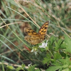 Oreixenica correae at Bimberi Nature Reserve - 28 Feb 2024 01:58 PM