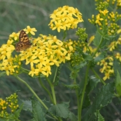 Senecio linearifolius at Bimberi Nature Reserve - 28 Feb 2024