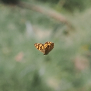 Heteronympha solandri at Namadgi National Park - 28 Feb 2024