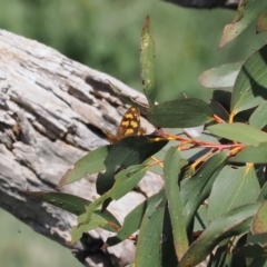 Heteronympha solandri at Namadgi National Park - 28 Feb 2024