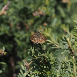 Dispar compacta at Namadgi National Park - 28 Feb 2024