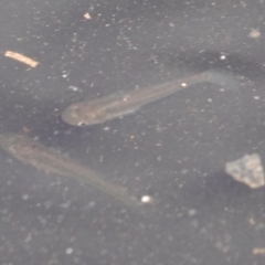 Gambusia holbrooki (Gambusia, Plague minnow, Mosquito fish) at Hall, ACT - 15 Apr 2024 by Anna123