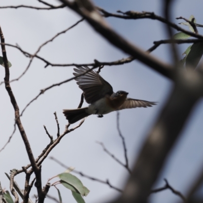 Myiagra cyanoleuca (Satin Flycatcher) at Bimberi Nature Reserve - 28 Feb 2024 by RAllen