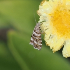 Asterivora lampadias (A Metalmark moth) at Namadgi National Park - 28 Feb 2024 by RAllen