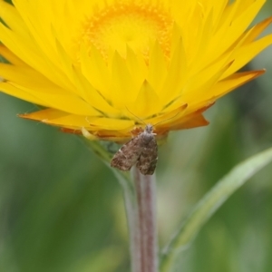 Asterivora lampadias at Namadgi National Park - 28 Feb 2024