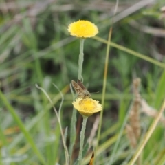 Atkinsia dominula (Two-brand grass-skipper) at Namadgi National Park - 28 Feb 2024 by RAllen
