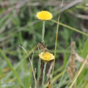 Atkinsia dominula at Namadgi National Park - suppressed