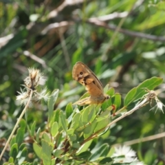 Heteronympha penelope (Shouldered Brown) at Namadgi National Park - 28 Feb 2024 by RAllen