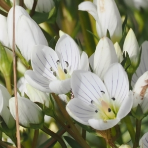 Gentianella muelleriana subsp. jingerensis at Namadgi National Park - suppressed