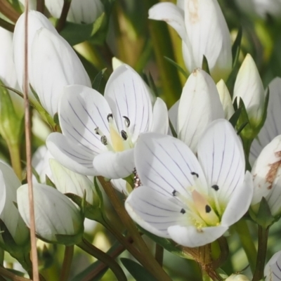 Gentianella muelleriana subsp. jingerensis (Mueller's Snow-gentian) at Cotter River, ACT - 28 Feb 2024 by RAllen