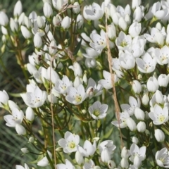 Gentianella muelleriana subsp. jingerensis at Namadgi National Park - suppressed