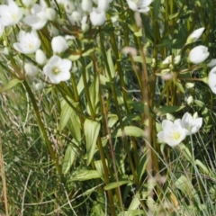 Gentianella muelleriana subsp. jingerensis at Namadgi National Park - suppressed