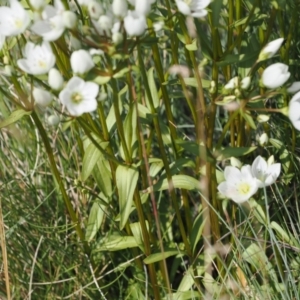 Gentianella muelleriana subsp. jingerensis at Namadgi National Park - suppressed