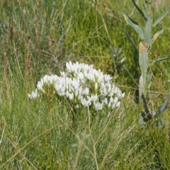 Gentianella muelleriana subsp. jingerensis at Namadgi National Park - suppressed