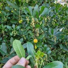 Arbutus unedo (Strawberry Tree) at Lower Cotter Catchment - 16 Apr 2024 by Jackoserbatoio