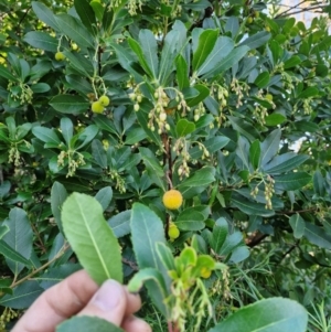 Arbutus unedo at Lower Cotter Catchment - 16 Apr 2024