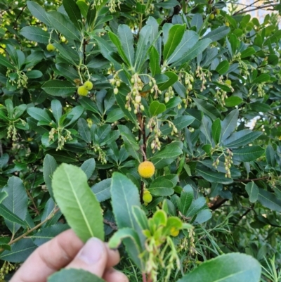 Arbutus unedo (Strawberry Tree) at Lower Cotter Catchment - 16 Apr 2024 by Jackoserbatoio