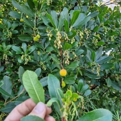 Arbutus unedo (Strawberry Tree) at Uriarra Village, ACT - 16 Apr 2024 by Jackserbatoioactgov