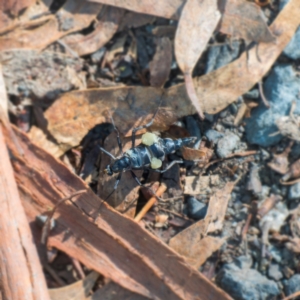 Boreoides subulatus at Gigerline Nature Reserve - 15 Apr 2024