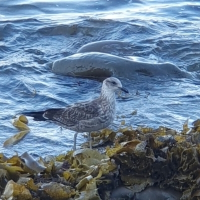 Larus dominicanus (Kelp Gull) at Gerringong, NSW - 16 Apr 2024 by Megan123