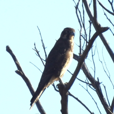 Falco berigora (Brown Falcon) at Lions Youth Haven - Westwood Farm - 16 Apr 2024 by HelenCross