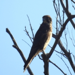 Falco berigora at Lions Youth Haven - Westwood Farm A.C.T. - 16 Apr 2024