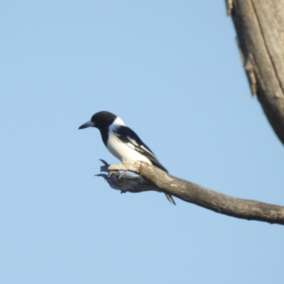 Cracticus nigrogularis (Pied Butcherbird) at Lions Youth Haven - Westwood Farm A.C.T. - 16 Apr 2024 by HelenCross