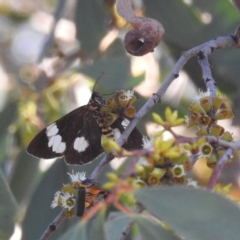 Nyctemera amicus (Senecio Moth, Magpie Moth, Cineraria Moth) at Kambah, ACT - 16 Apr 2024 by HelenCross