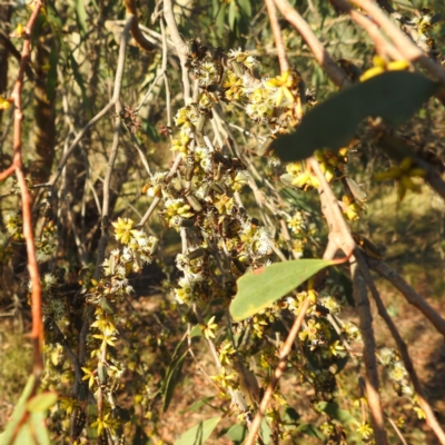 Chauliognathus lugubris (Plague Soldier Beetle) at Kambah, ACT - 16 Apr 2024 by HelenCross