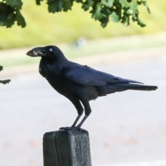 Corvus coronoides (Australian Raven) at Lyneham, ACT - 16 Apr 2024 by AlisonMilton