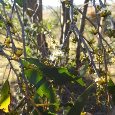 Eucalyptus dives (Broad-leaved Peppermint) at Lions Youth Haven - Westwood Farm - 16 Apr 2024 by HelenCross