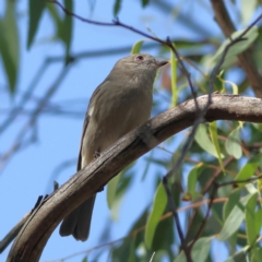 Pachycephala pectoralis (Golden Whistler) at Higgins Woodland - 16 Apr 2024 by Trevor