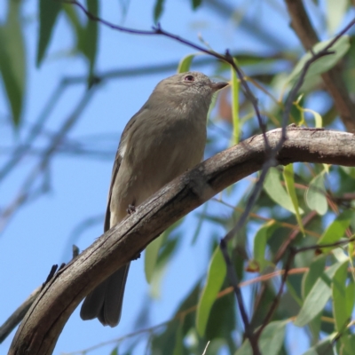 Pachycephala pectoralis (Golden Whistler) at Higgins, ACT - 16 Apr 2024 by Trevor