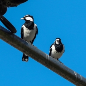 Grallina cyanoleuca at Sullivans Creek, Lyneham South - 16 Apr 2024 11:10 AM