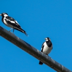 Grallina cyanoleuca at Sullivans Creek, Lyneham South - 16 Apr 2024 11:10 AM