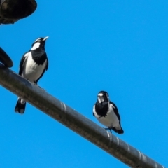 Grallina cyanoleuca at Sullivans Creek, Lyneham South - 16 Apr 2024 11:10 AM