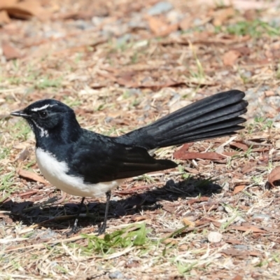Rhipidura leucophrys (Willie Wagtail) at Lyneham, ACT - 16 Apr 2024 by AlisonMilton