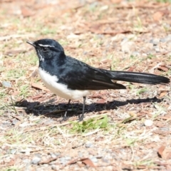 Rhipidura leucophrys at Sullivans Creek, Lyneham South - 16 Apr 2024