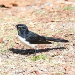 Rhipidura leucophrys at Sullivans Creek, Lyneham South - 16 Apr 2024 11:12 AM