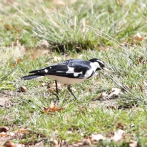 Grallina cyanoleuca at Lyneham, ACT - 16 Apr 2024