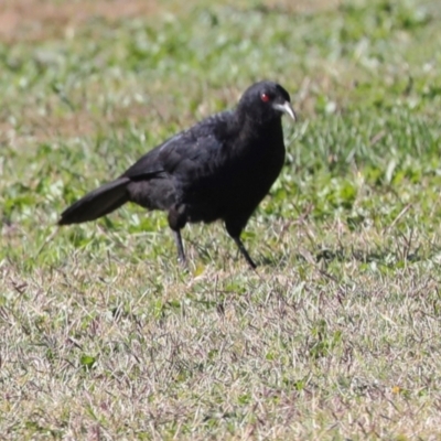 Corcorax melanorhamphos (White-winged Chough) at Sullivans Creek, Lyneham South - 16 Apr 2024 by AlisonMilton